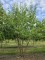 Afbeelding Zevenzonenboom - Heptacodium miconioides