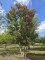 Afbeelding Lagerstroemia indica 'Rosea' - Lagerstroemia indica 'Rosea'