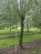 Afbeelding Hollandse knotwilg - Salix Alba