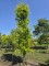 Afbeelding Goudbladige zuilbeuk - Fagus sylvatica 'Dawyck Gold'