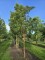Afbeelding Papieresdoorn - Acer griseum