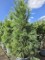 Afbeelding Tranenden kolomvormig - Pinus wallichiana