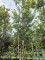 Afbeelding Steeneik - Quercus ilex