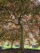 Afbeelding Japanse Esdoorn - Acer palmatum 'Garnet'
