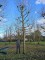 Afbeelding Franse knotplataan - Platanus x hispanica