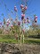 Afbeelding Purperkleurige Magnolia - Magnolia 'Lennei'