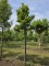Afbeelding Magnolia - Magnolia 'Susan'