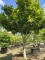 Afbeelding Magnolia 'Susan' - Magnolia 'Susan'