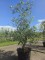 Afbeelding rode langwerpige handappel - Malus domestica 'Starking Delicious'