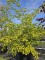 Afbeelding Perzisch IJzerhout - Parrotia persica