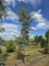 Afbeelding Blauwe ceder - Cedrus libani 'Glauca'
