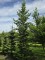 Afbeelding Fraser spar - Abies Fraseri