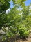 Afbeelding Bontbladige langzaam groeiende beuk - Fagus sylvatica 'Striata'