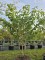 Afbeelding Toverhazelaar - Hamamelis mollis 'Westerstede'