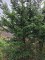 Afbeelding Taxus Venijnboom - Taxus Baccata