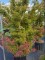 Afbeelding Japanse esdoorn - Acer palmatum 'Jerre Schwartz'