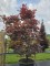 Afbeelding Japanse Esdoorn - Acer palmatum 'Red Flash'