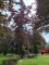 Afbeelding Rode beuk - Fagus sylvatica 'Atropunicea'