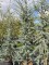 Afbeelding Blauwe atlasceder - Cedrus libani 'Glauca'