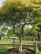 Afbeelding Japanse esdoorn - Acer palmatum 'Dissectum'