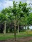 Afbeelding Klimboom Plataan - Platanus x hispanica