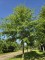 Afbeelding Moeraseik - Quercus Palustris