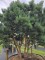 Afbeelding Dwerg Den - Pinus sylvestris 'Watereri'