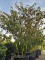 Afbeelding Krentenboom - Amelanchier lamarckii