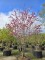 Afbeelding Sierappel - Malus toringo
