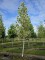 Afbeelding Tulpenboom 'Snowbird' - Liriodendron tulipifera 'Snowbird'