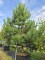 Afbeelding Oostenrijkse den - Pinus nigra subsp. Nigra