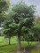 Afbeelding Zilverlinde als kandelaberboom - Tilia Tomentosa