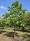 Afbeelding Magnolia - Magnolia soulangeana 'Manchu Fan'