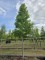 Afbeelding Amberboom met spectaculaire herfstkleuren. - Liquidambar styraciflua 'Worplesdon'