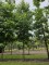Afbeelding Amberboom - Liquidambar styraciflua