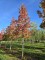 Afbeelding Amberboom met spectaculaire herfstkleuren. - Liquidambar styraciflua 'Worplesdon'