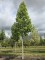 Afbeelding Amberboom - Liquidambar styraciflua 'Palo Alto'