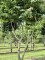 Afbeelding Perzisch IJzerhout - Parrotia persica