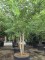 Afbeelding Netelboom - Celtis Occidentalis