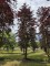 Afbeelding Rode beuk - Fagus sylvatica 'Atropunicea'
