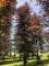Afbeelding Rode beuk als solitair - Fagus sylvatica 'Atropunicea'