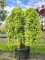 Afbeelding Japanse Esdoorn - Acer palmatum 'Ryusen'