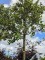 Afbeelding Steeneik - Quercus ilex