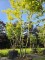 Afbeelding Valse Christusdoorn - Gleditsia triacanthos 'Sunburst'