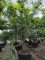 Afbeelding Valse Christusdoorn - Gleditsia triacanthos ‘Sunburst'