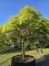Afbeelding Japanse esdoorn - Acer palmatum 'Dissectum'