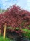 Afbeelding Japanse esdoorn 'Garnet' - Acer palmatum 'Garnet'