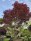 Afbeelding Japanse esdoorn - Acer palmatum 'Fireglow'