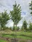 Afbeelding Japanse sierkers - Prunus 'Sunset Boulevard'