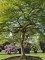 Afbeelding Japanse esdoorn - Acer palmatum 'Dissectum'